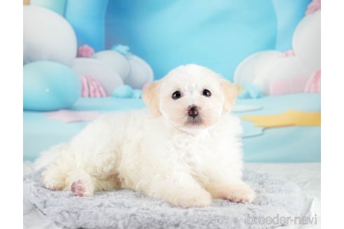 成約済の埼玉県のトイプードル-332105の3枚目