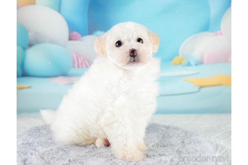 成約済の埼玉県のトイプードル-332105の4枚目