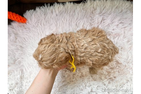成約済の三重県のコッカプー:アメリカンコッカースパニエル×トイプードル-332126の7枚目