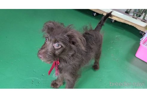 成約済の東京都のミックス犬-313000の15枚目