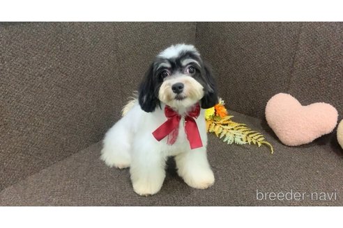 成約済の東京都のミックス犬-294837の16枚目