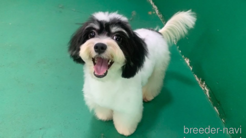 成約済の東京都のミックス犬-294837の15枚目