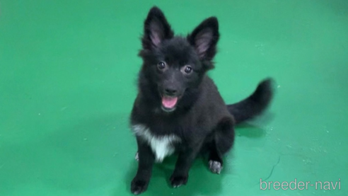 成約済の東京都のミックス犬-303999の2枚目