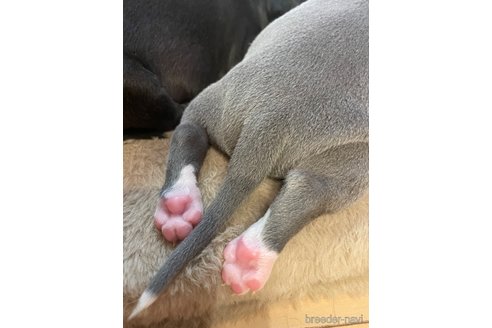 成約済の栃木県のイタリアングレーハウンド(イタグレ)-332130の3枚目