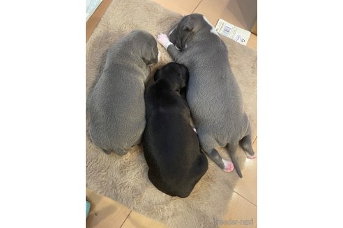 成約済の栃木県のイタリアングレーハウンド(イタグレ)-332130の4枚目