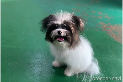 成約済の東京都のミックス犬-301757の14枚目