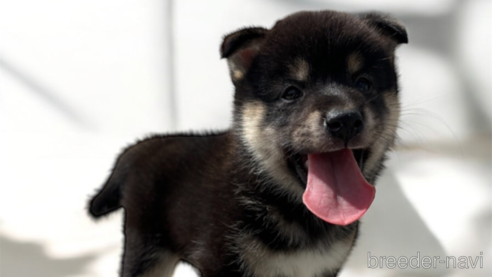成約済の北海道の柴犬-329689の5枚目