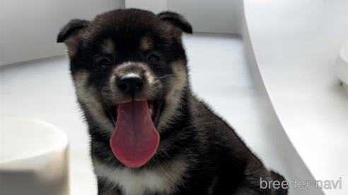 成約済の北海道の柴犬-329689の1枚目