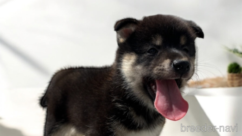 成約済の北海道の柴犬-329689の3枚目
