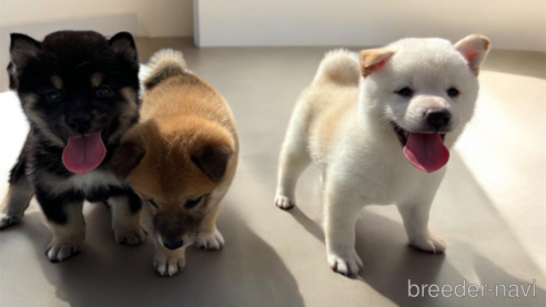 成約済の北海道の柴犬-329689の2枚目