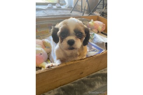 ベリーちゃんちゃん1枚目