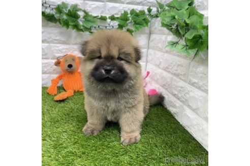 成約済の愛知県のチャウチャウ-328604の1枚目