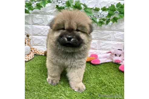 成約済の愛知県のチャウチャウ-328604の3枚目