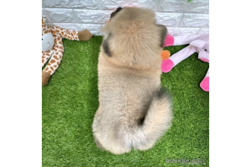 成約済の愛知県のチャウチャウ-328604の4枚目