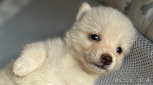 成約済の北海道の柴犬-332174の23枚目