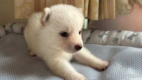 成約済の北海道の柴犬-332174の22枚目