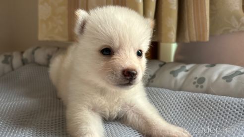 成約済の北海道の柴犬-332174の20枚目