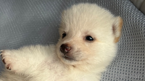 成約済の北海道の柴犬-332174の19枚目