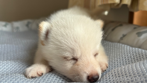 成約済の北海道の柴犬-332174の18枚目