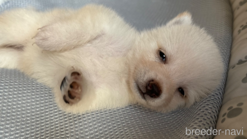成約済の北海道の柴犬-332174の17枚目