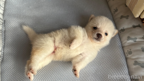 成約済の北海道の柴犬-332174の16枚目