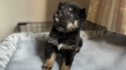 成約済の北海道の柴犬-332175の16枚目