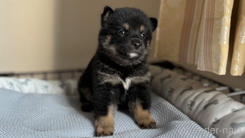 成約済の北海道の柴犬-332175の15枚目