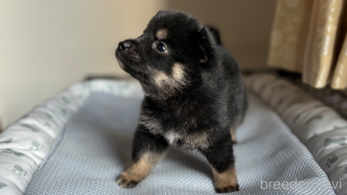 成約済の北海道の柴犬-332175の14枚目
