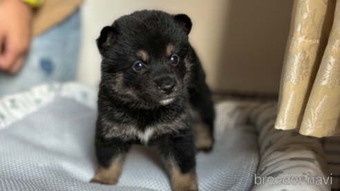 成約済の北海道の柴犬-332175の13枚目