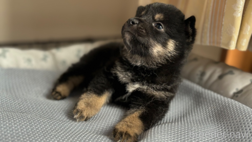 成約済の北海道の柴犬-332175の11枚目