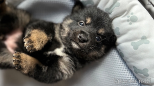 成約済の北海道の柴犬-332175の9枚目