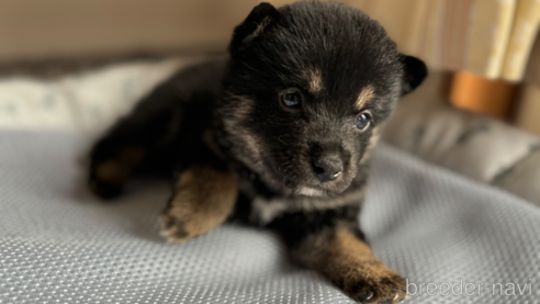 成約済の北海道の柴犬-332175の8枚目
