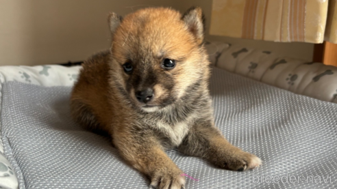 成約済の北海道の柴犬-332176の13枚目