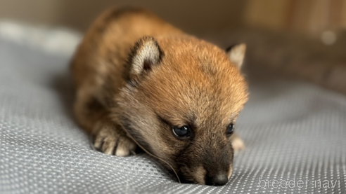 成約済の北海道の柴犬-332176の11枚目