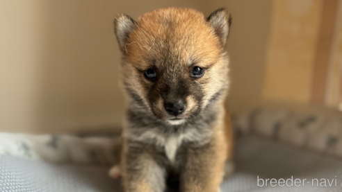 成約済の北海道の柴犬-332176の10枚目