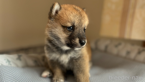 成約済の北海道の柴犬-332176の9枚目