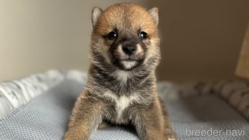 成約済の北海道の柴犬-332176の8枚目