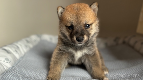 成約済の北海道の柴犬-332176の7枚目