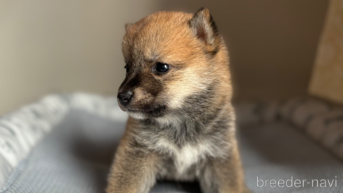 成約済の北海道の柴犬-332176の6枚目