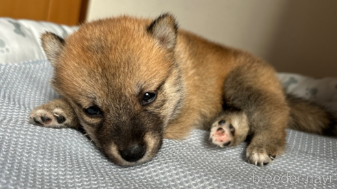 成約済の北海道の柴犬-332176の5枚目