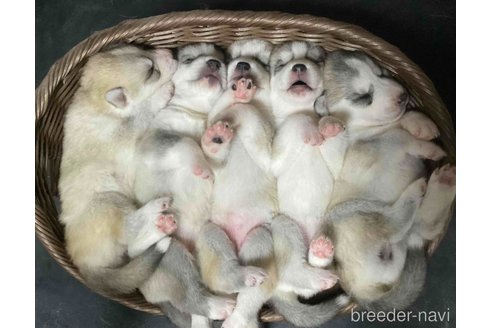 成約済の神奈川県のシベリアンハスキー-332187の4枚目