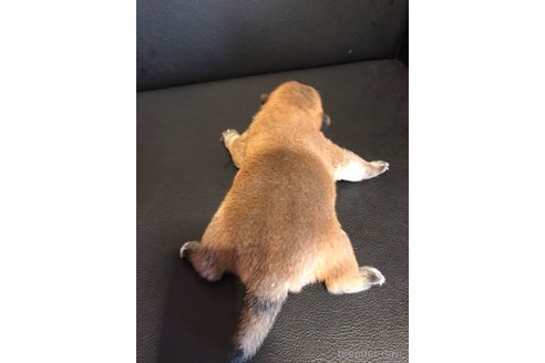 成約済の滋賀県の柴犬-332204の10枚目