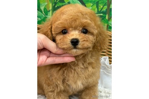 成約済の広島県のタイニープードル-328525の3枚目