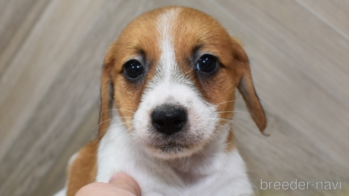 成約済の愛知県のジャックラッセルテリア-332205の1枚目