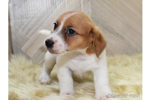 成約済の愛知県のジャックラッセルテリア-332205の5枚目