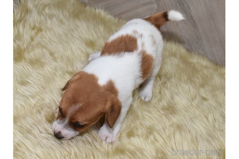 成約済の愛知県のジャックラッセルテリア-332205の4枚目