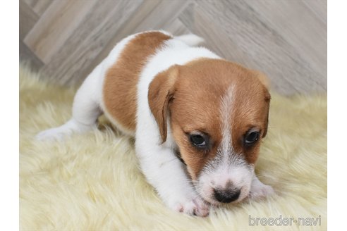 成約済の愛知県のジャックラッセルテリア-332205の3枚目