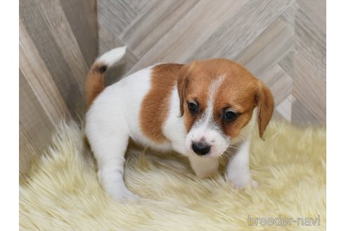 成約済の愛知県のジャックラッセルテリア-332205の2枚目