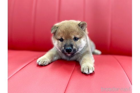 成約済の熊本県の柴犬-330564の3枚目