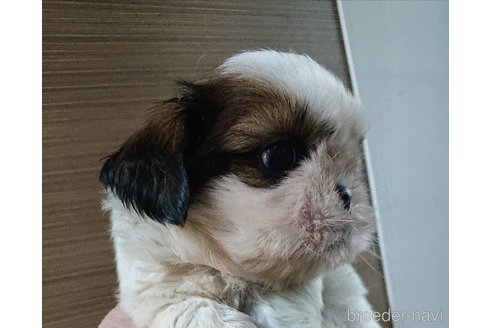 成約済の愛知県のシーズー-325317の11枚目